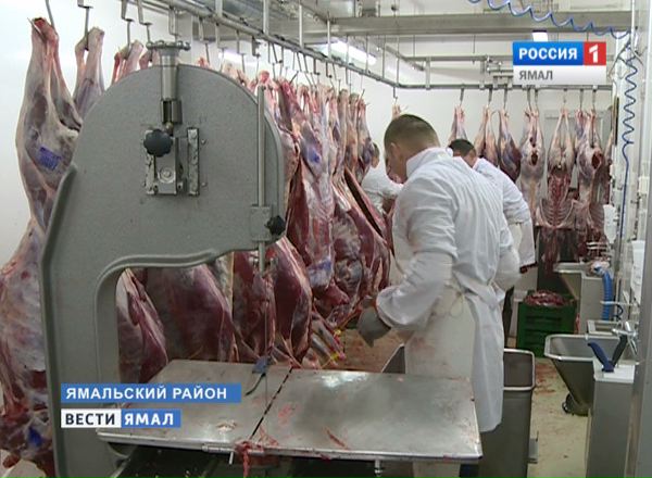 На Ямале  началась промышленная заготовка оленины